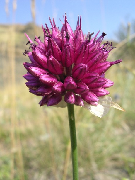 Allium sphaerocephalon / Aglio delle bisce